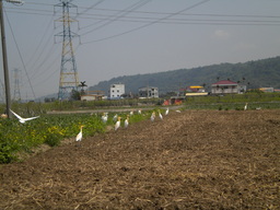 Atrakcja 21 na trasie Bikemap „苗栗縣鄉道25與27全覽”