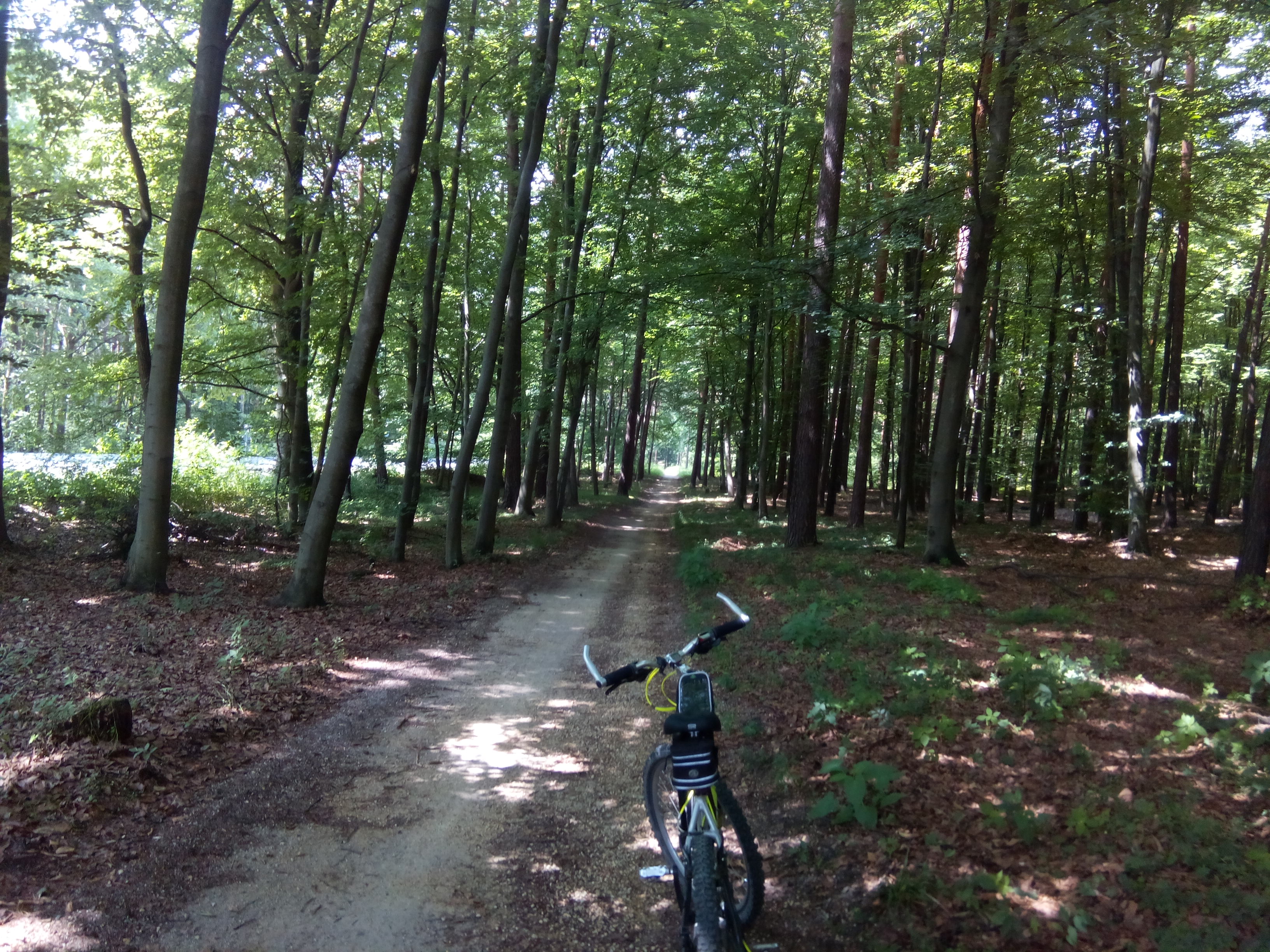 Highlight 7 along the Bikemap route "2018/15 Burg Lipowiec, Ruins of Castle Lipowiec"