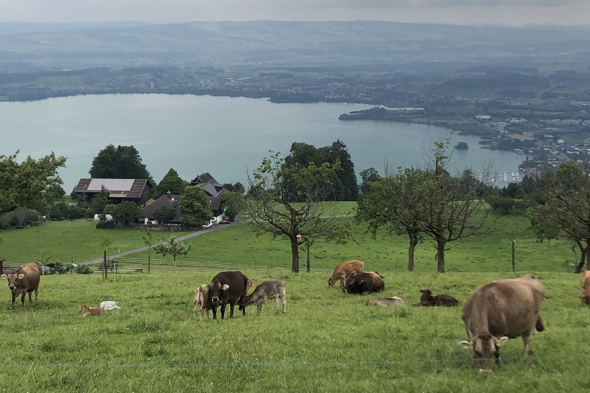 Lengthy Sunday Route In Zug