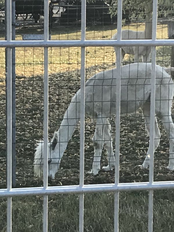Spred Out Donnerstag Course In Alpen