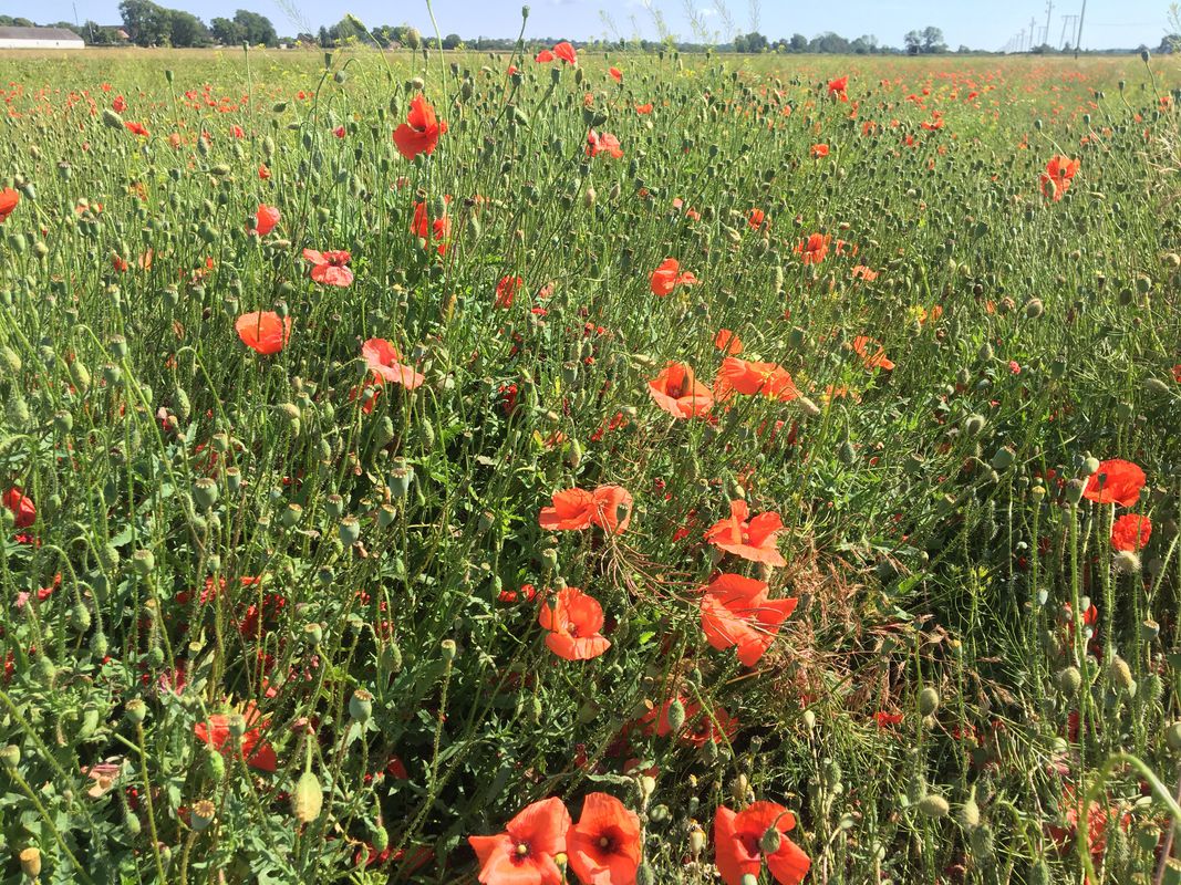 Öland’s
