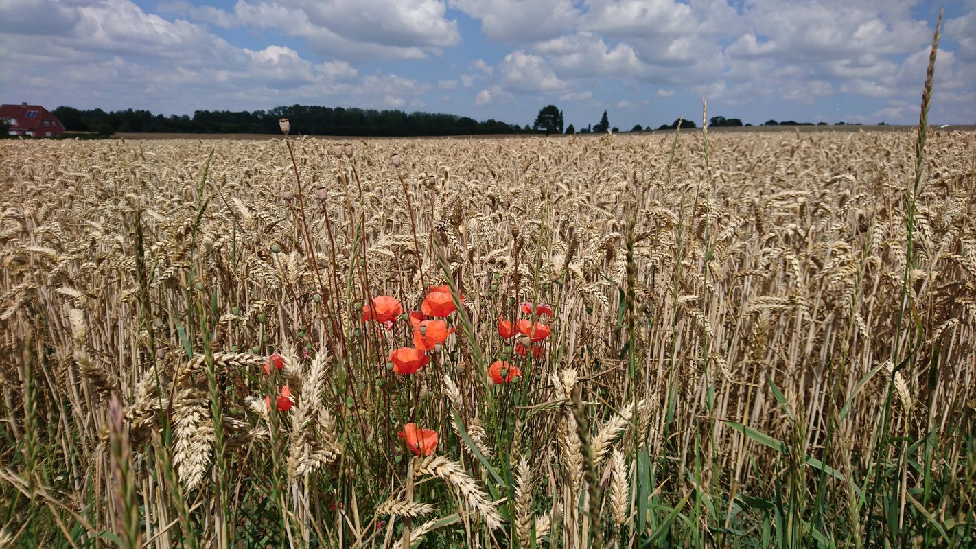 Mölln/Waldstadt - Berkenthin -Ratzeburg - Sterley - Mölln/Waldstadt