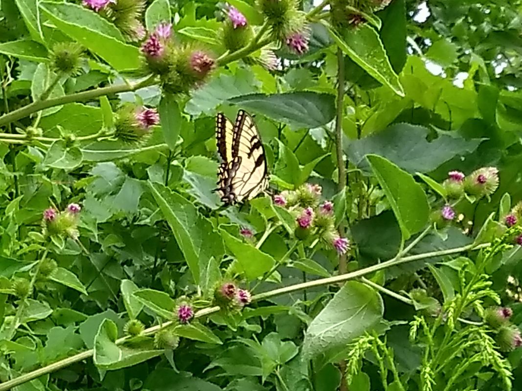 inland trail in Fremont​