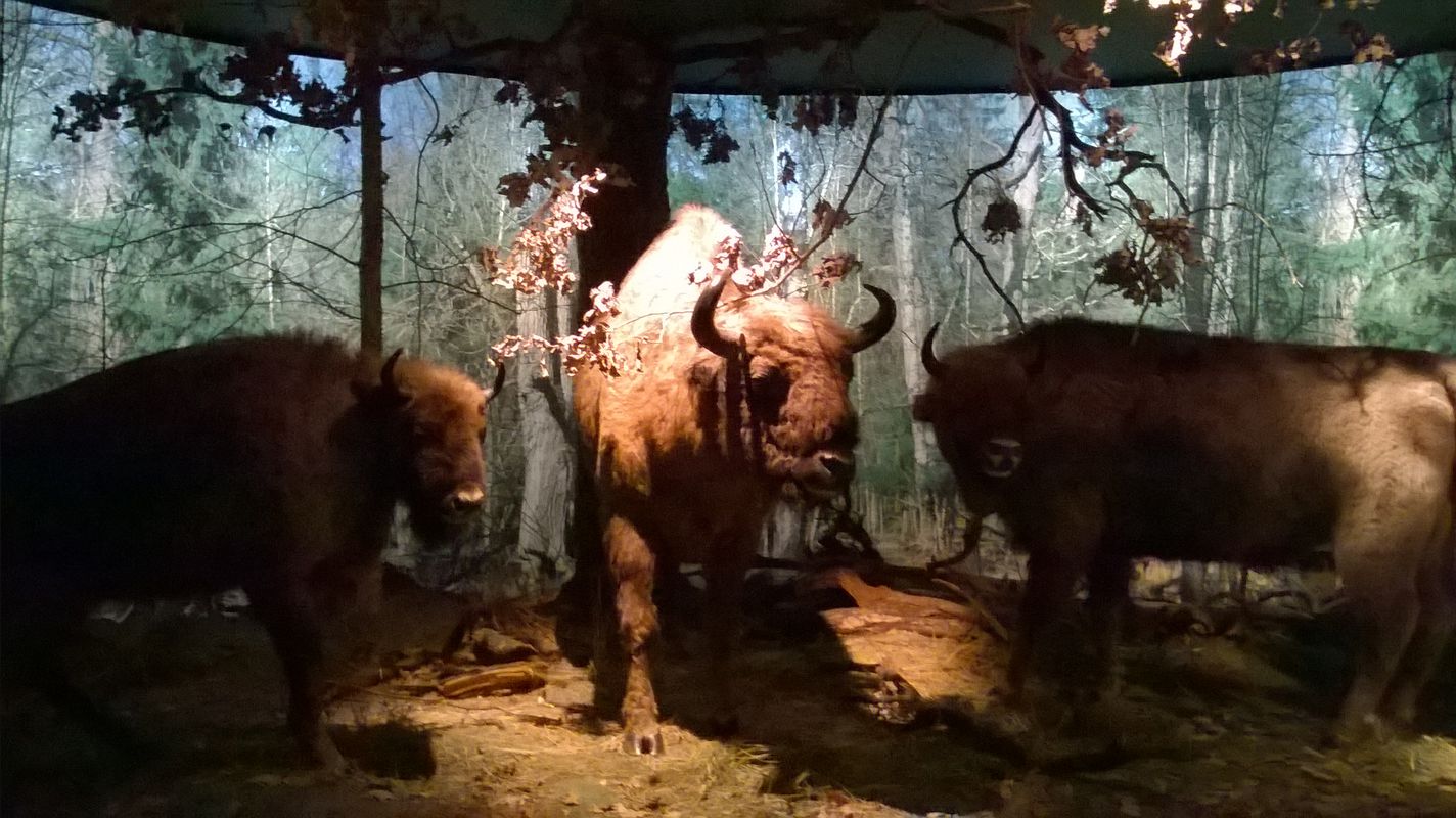 Hajnówka Białowieża Hajnówka
