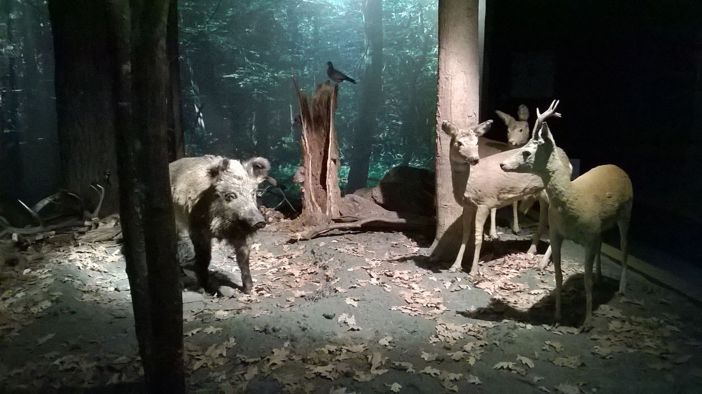 Hajnówka Białowieża Hajnówka