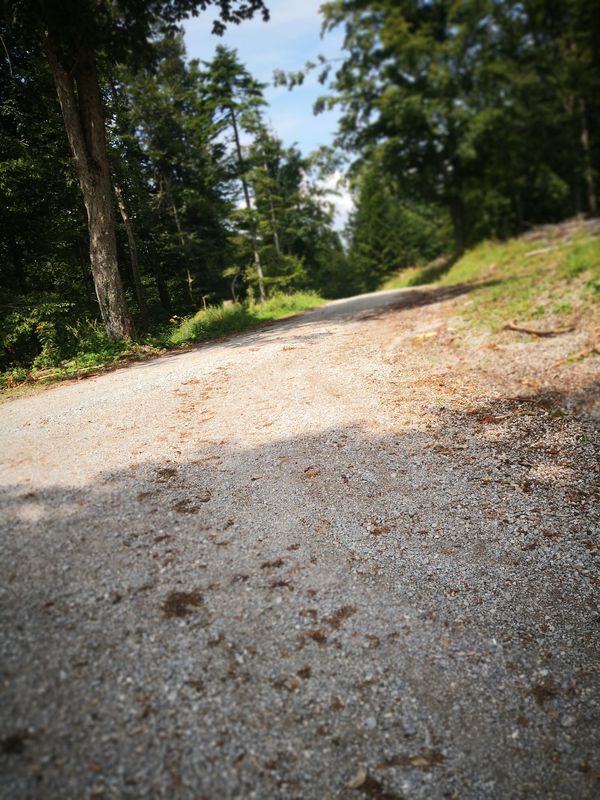 mtbokoli velikega lipovca velikega trebelnika na mali trebelnik