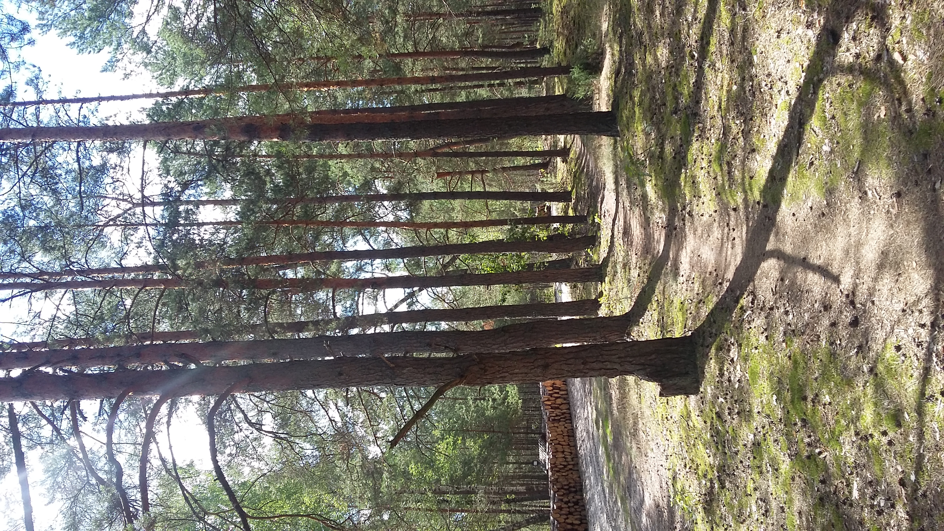 Okuninka - Sobibór - Okuninka