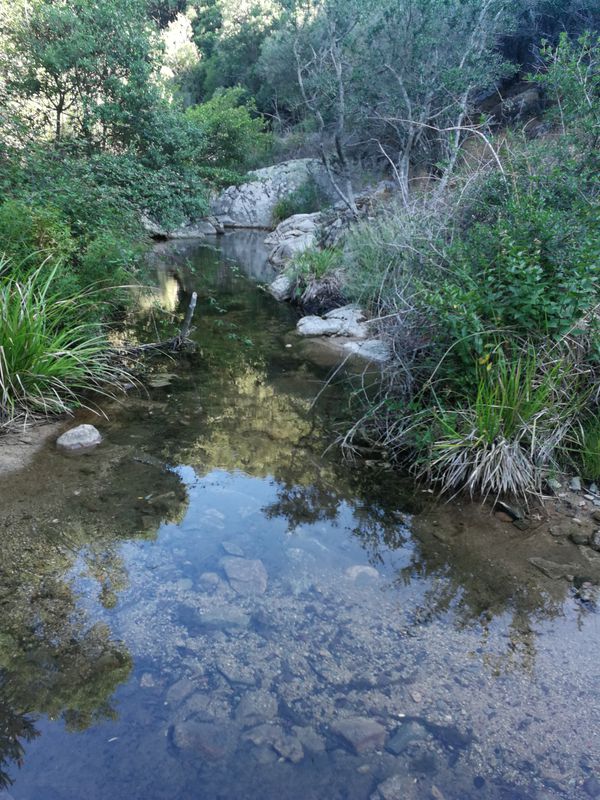 Olia Spwciosa maidopis 7 f. lli