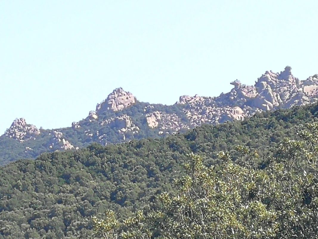 Olia Spwciosa maidopis 7 f. lli