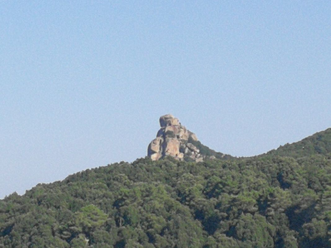 Olia Spwciosa maidopis 7 f. lli