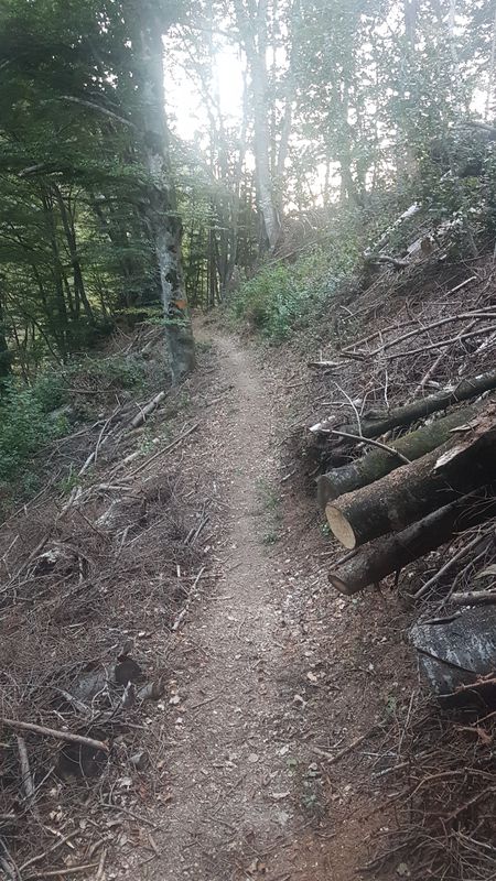 schiers-buchen