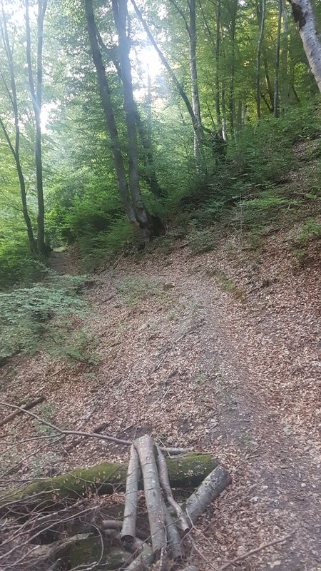 schiers-buchen