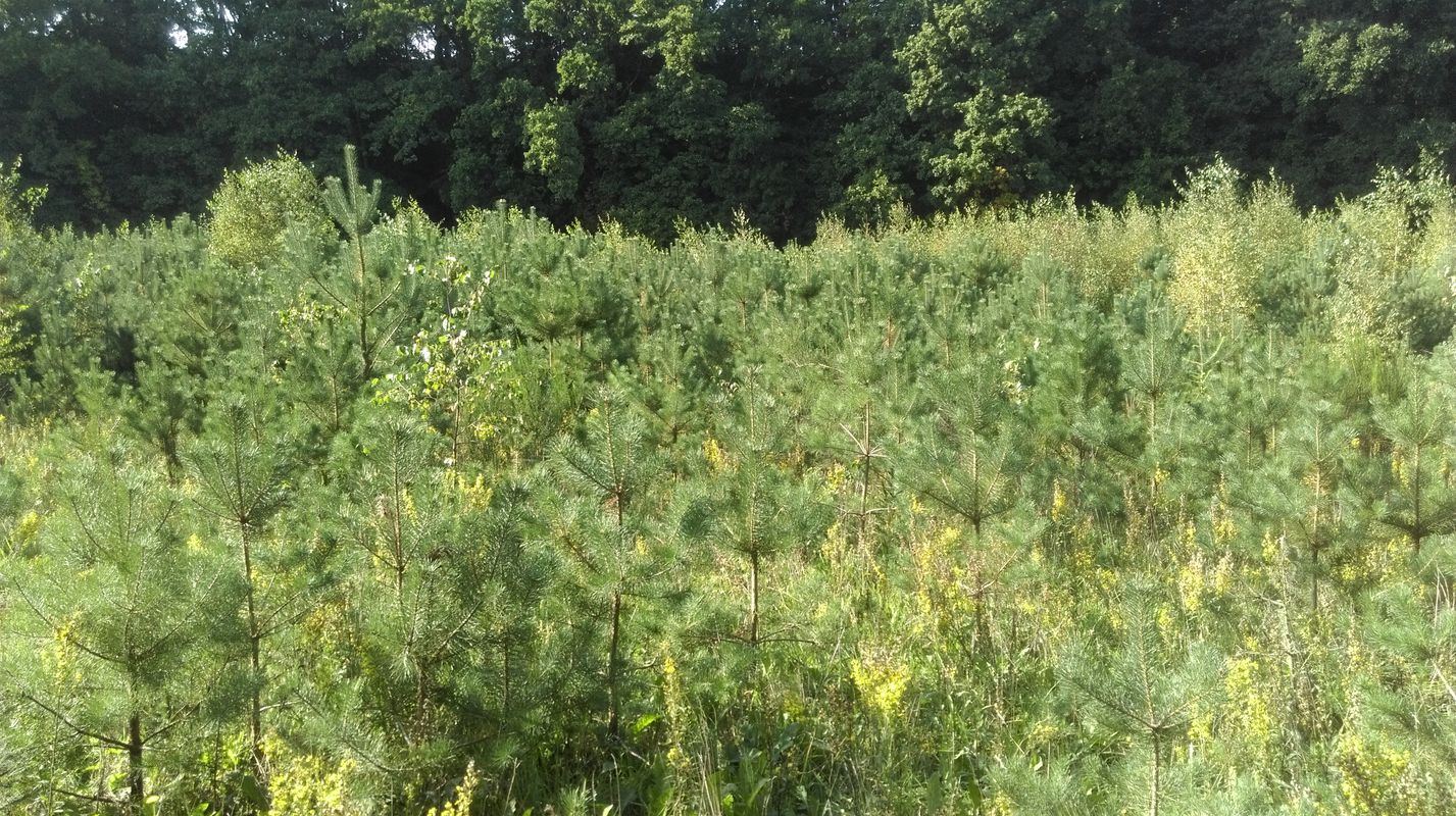 2018-09-07 Gdynia Zachodnia