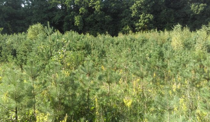 Foto 2 der Bikemap-Route "2018-09-07 Gdynia Zachodnia"