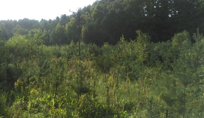 Foto 1 der Bikemap-Route "2018-09-07 Gdynia Zachodnia"