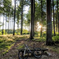Lost in the woods