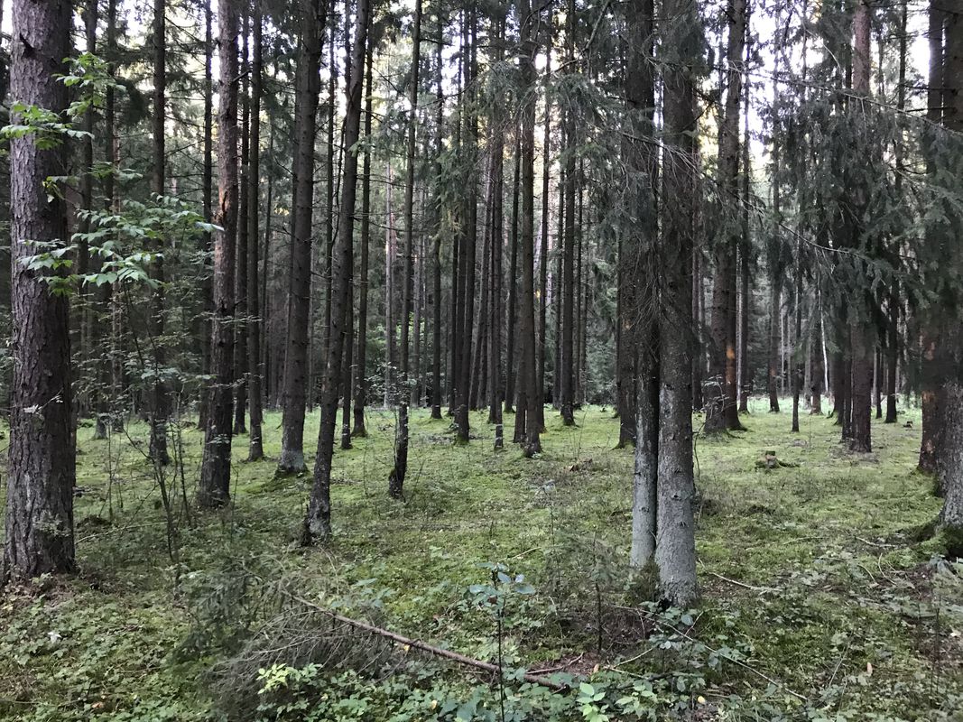 Extensive Воскресенье Course In Минск