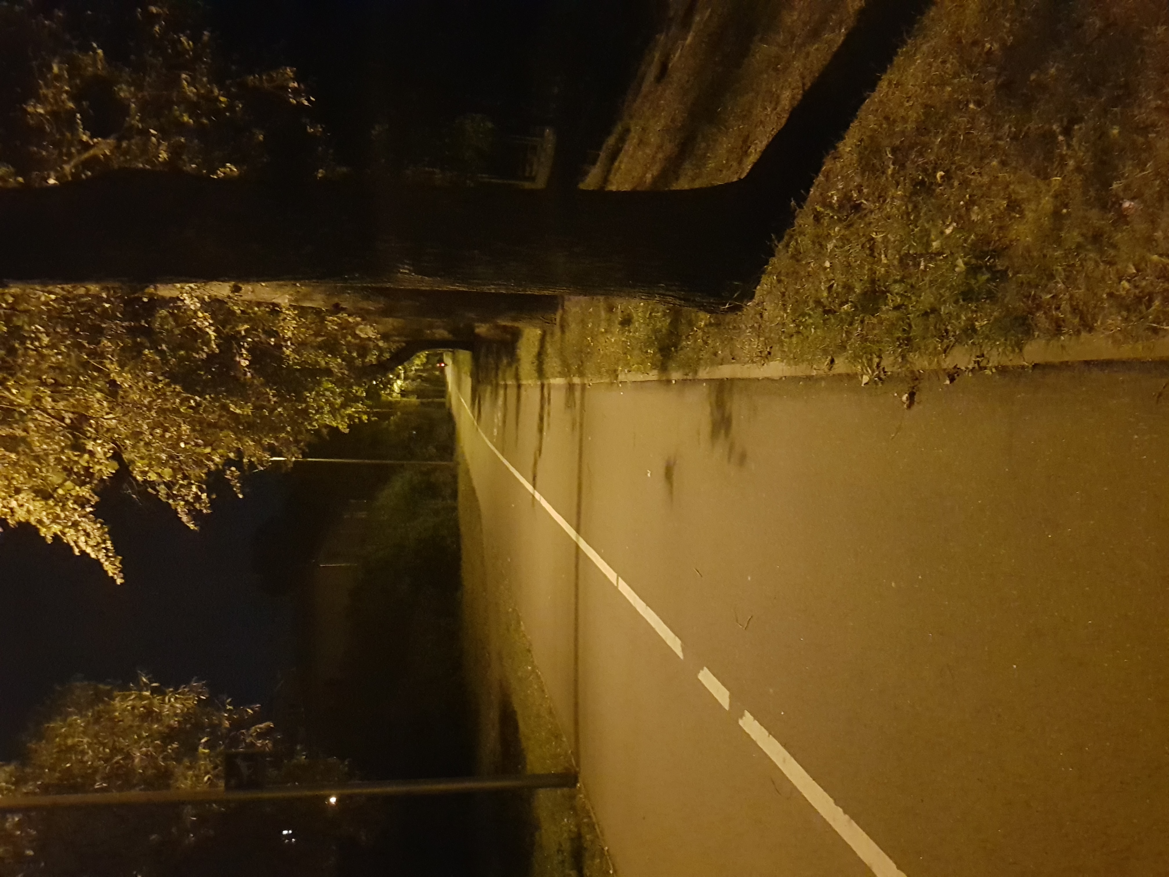 3.brauciens pa 100 gadiem(gulbji)