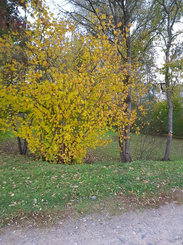 5.brauciens pa 100 gadiem(bedres....)