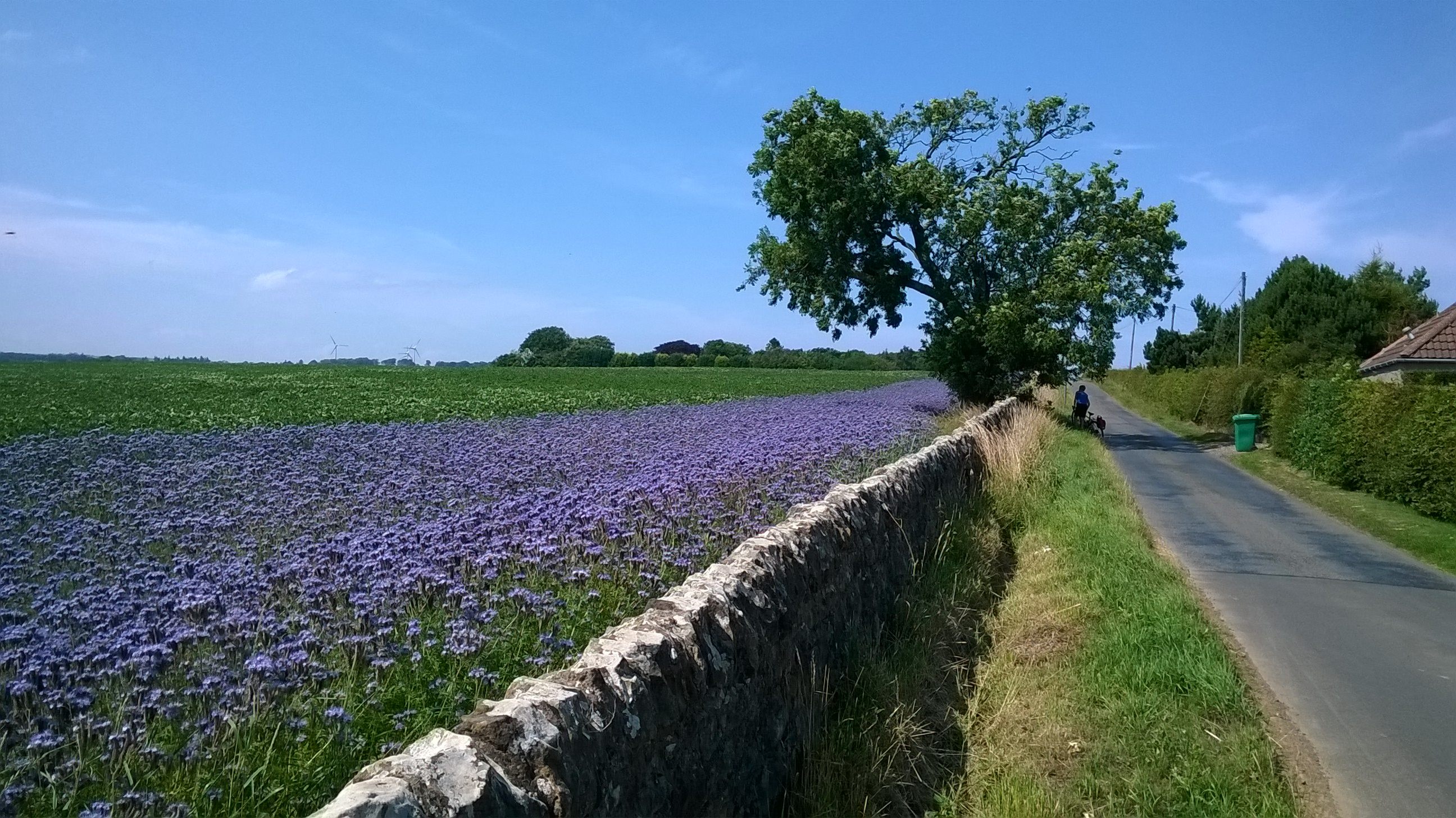 Ceres - Pittenweem - Anstruther loop