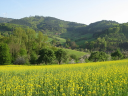 Hebe Bild 1 entlang der Bikemap-Route "Freiburg - Gundelfingen - Denzlingen - Buchholz - Batzenhäusle - Waldkirch - Kollnau - Gutach - Niederwinden - Bleibach - Siensbach - Waldkirch - Heuweiler - Wi" hervor