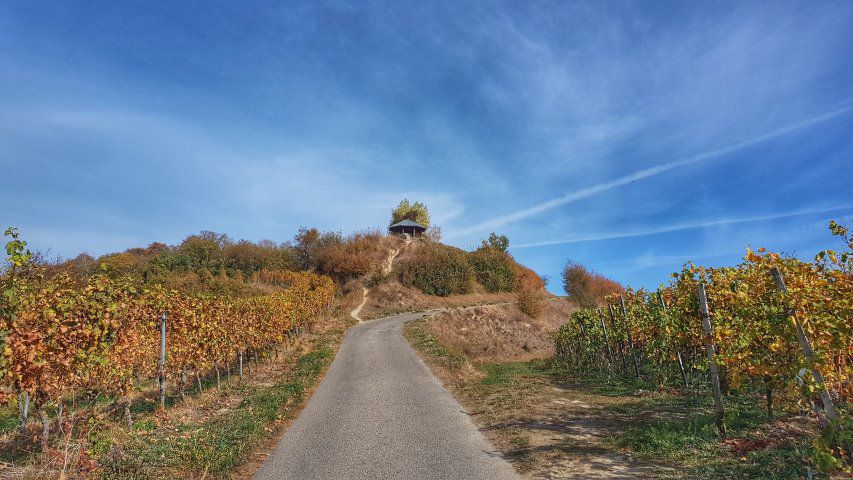 Quer durch die Weinberge und den Auwald