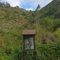 Der letzte Urwald auf Gran Canaria