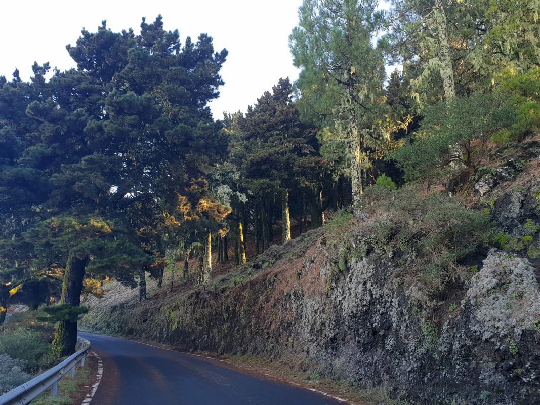 Der letzte Urwald auf Gran Canaria