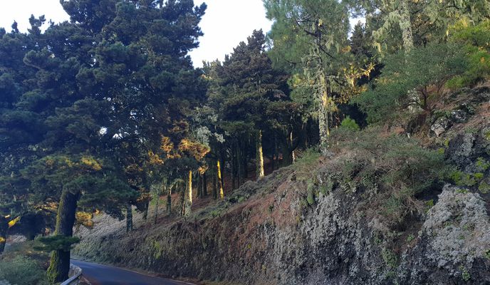 Foto 2 de la ruta de Bikemap "Der letzte Urwald auf Gran Canaria"