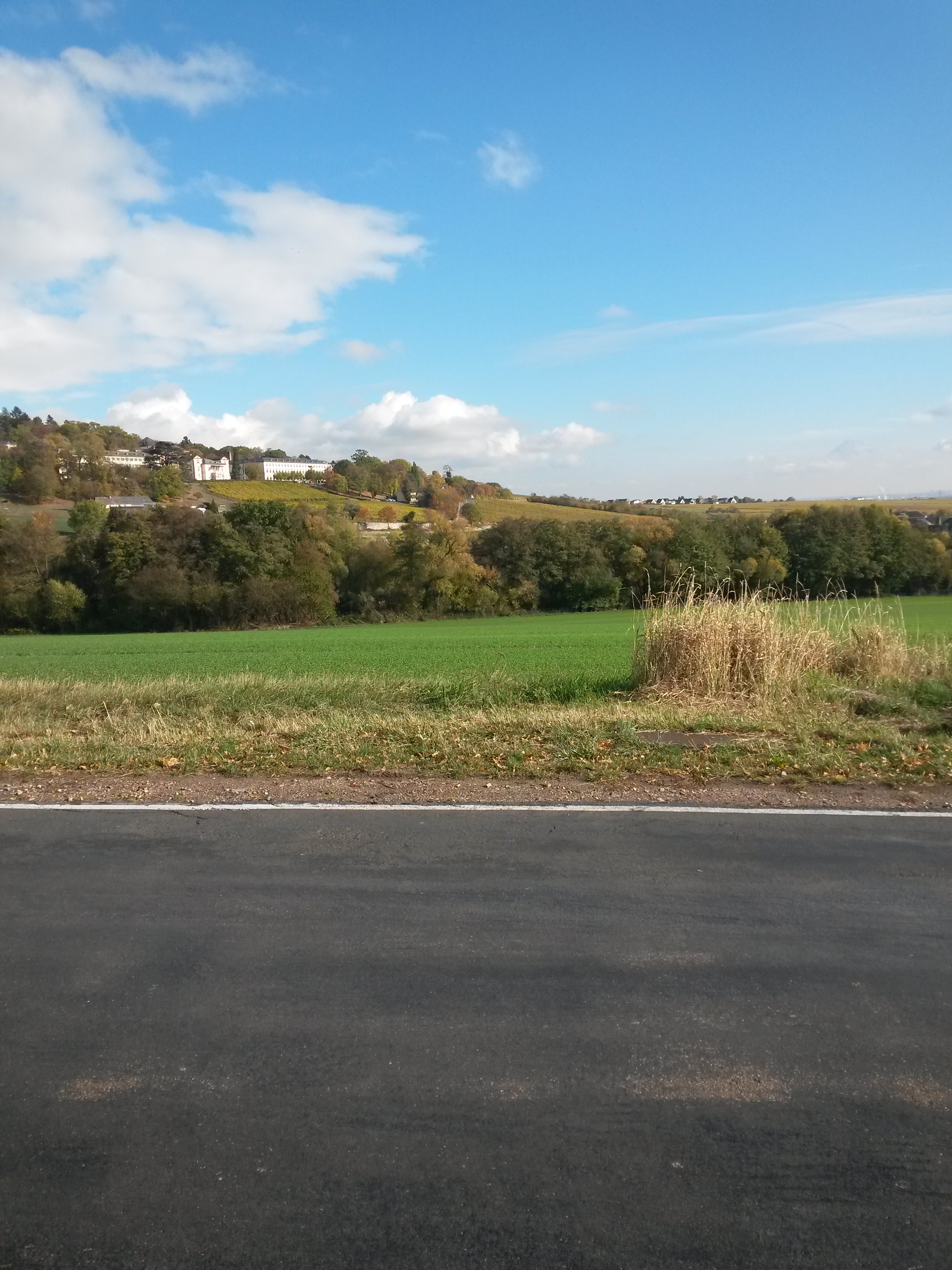 Highlight 6 along the Bikemap route "Niederwalluf - Weinberge - Niederwald"