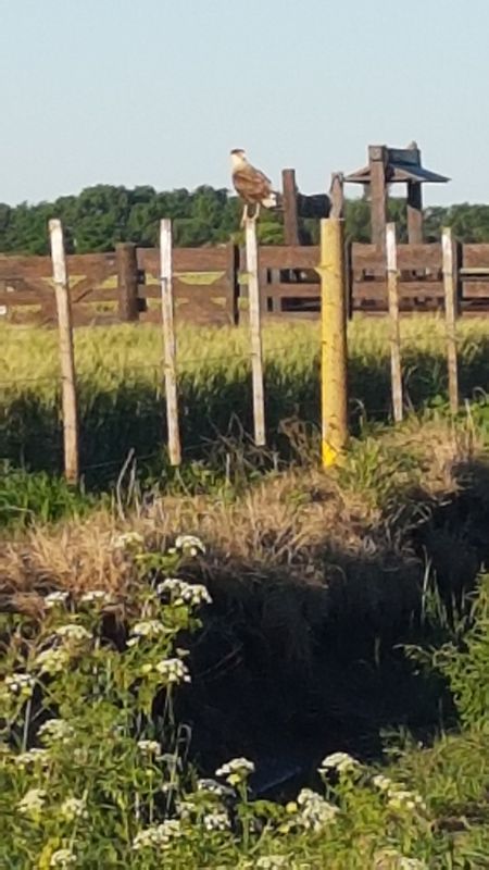 cruce rural. yucat. VM.tp