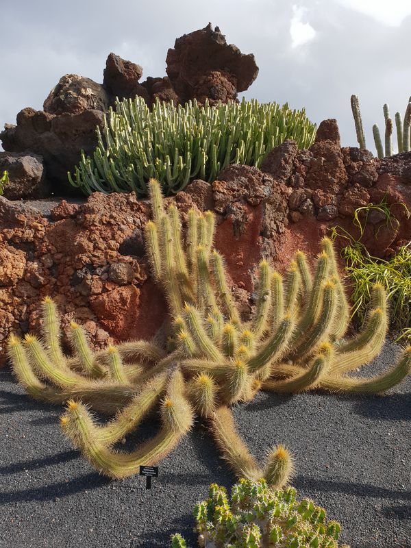 Lanzarote-Inselrundreise inkl. Jardin de Cactus - Timanfaya National Park