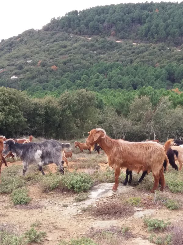 WishWheelWin Κορυφογραμμές