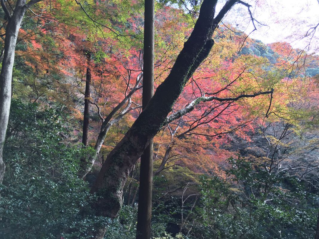 Minoh