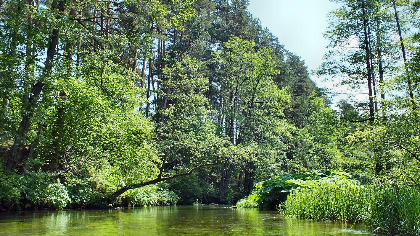 Spływ Rospuda 06.2016 (1 dzień)
