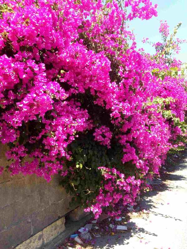 Dingli Tour