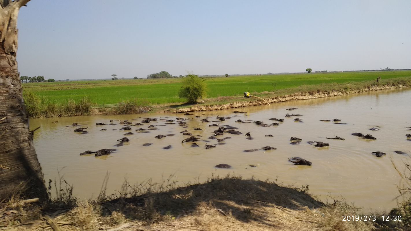 က်ိဳက္ပဒိုုင္ - ရန္ကုန္ (by Car)