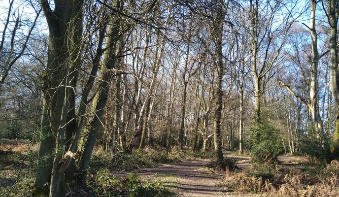 Foto 1 der Bikemap-Route "Sunny ashridge (+Sainsbury's!)"