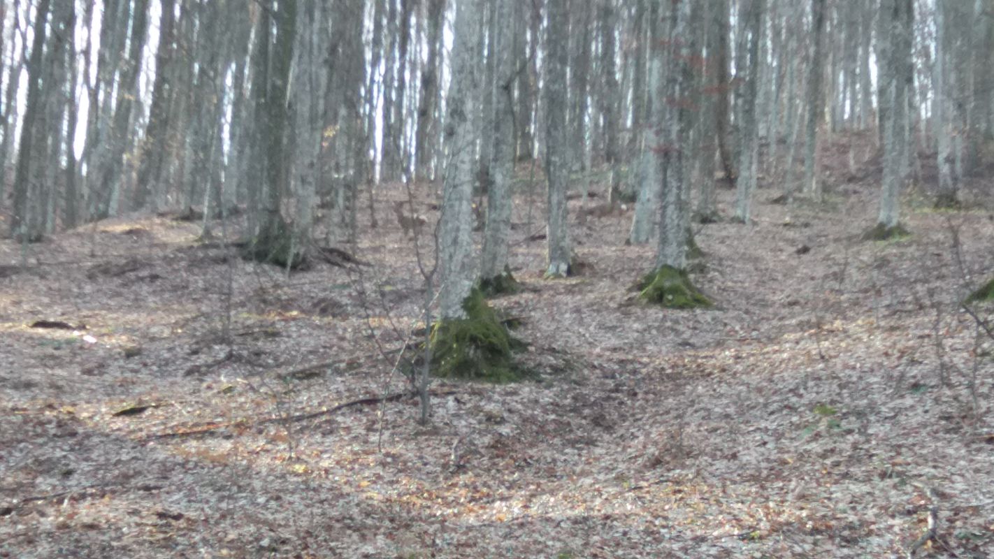 Sag-Tusa-Preoteasa-Sag