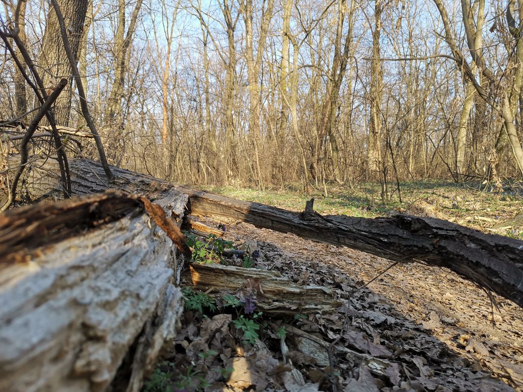 Bratuleni via Uricani Forrest