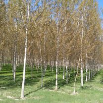 la barchetta fino al secchia