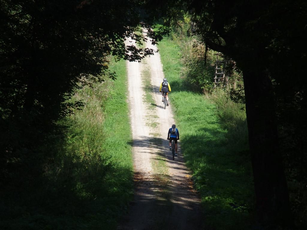 In den Stauden