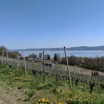 Rund um den Murtensee inkl. Mont Vully (Fribourg-Mont Vully-Courtepin)