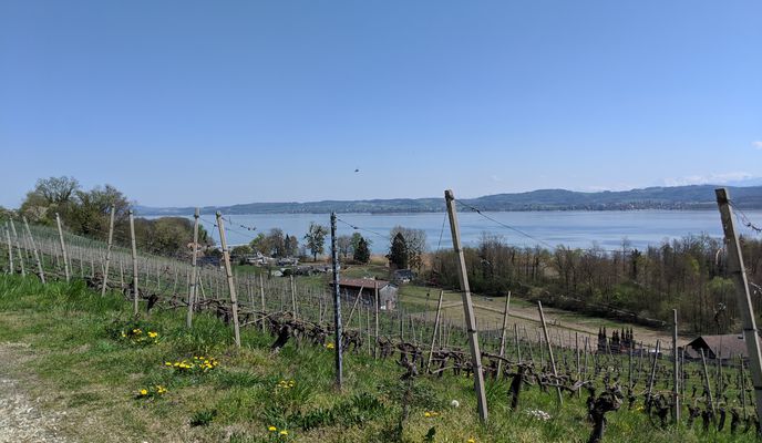 Foto 1 der Bikemap-Route "Rund um den Murtensee inkl. Mont Vully (Fribourg-Mont Vully-Courtepin)" Foto 1 der Bikemap-Route "Rund um den Murtensee inkl. Mont Vully (Fribourg-Mont Vully-Courtepin)"