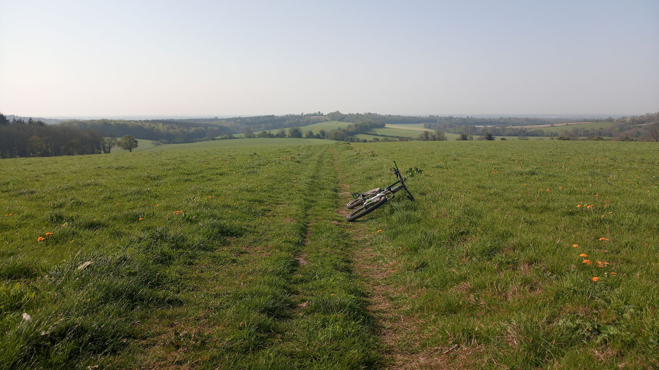 Houghton &amp; Eartham Woods