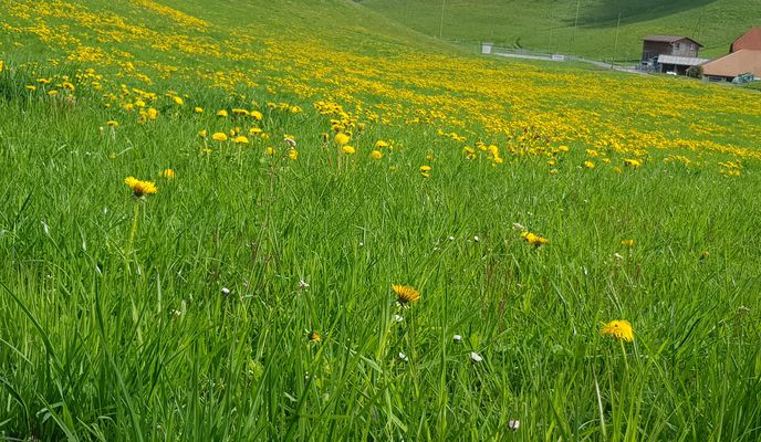 Foto 1 del percorso Bikemap "Worb einfach"
