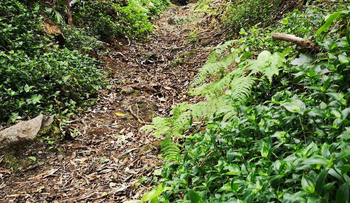 Photo 1 of the Bikemap route "acores d.9 Furnas the best"