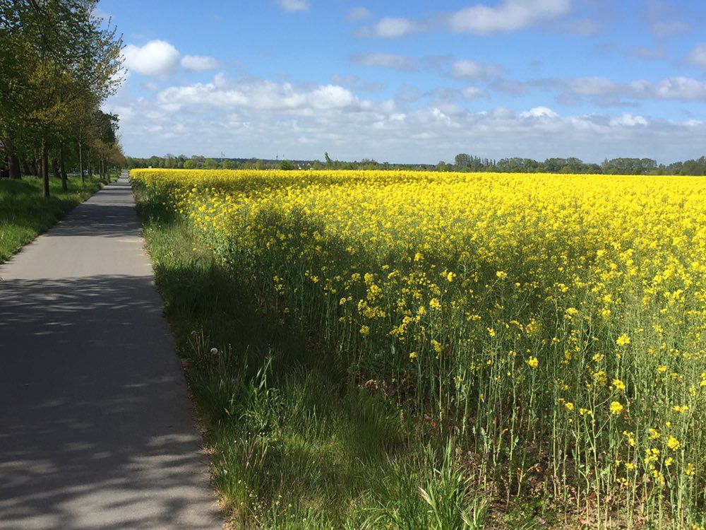 Slow ride in Rostock