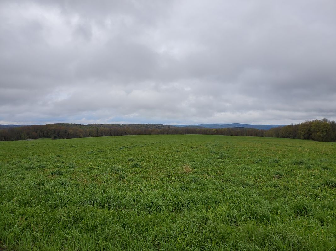mnt. pleasant