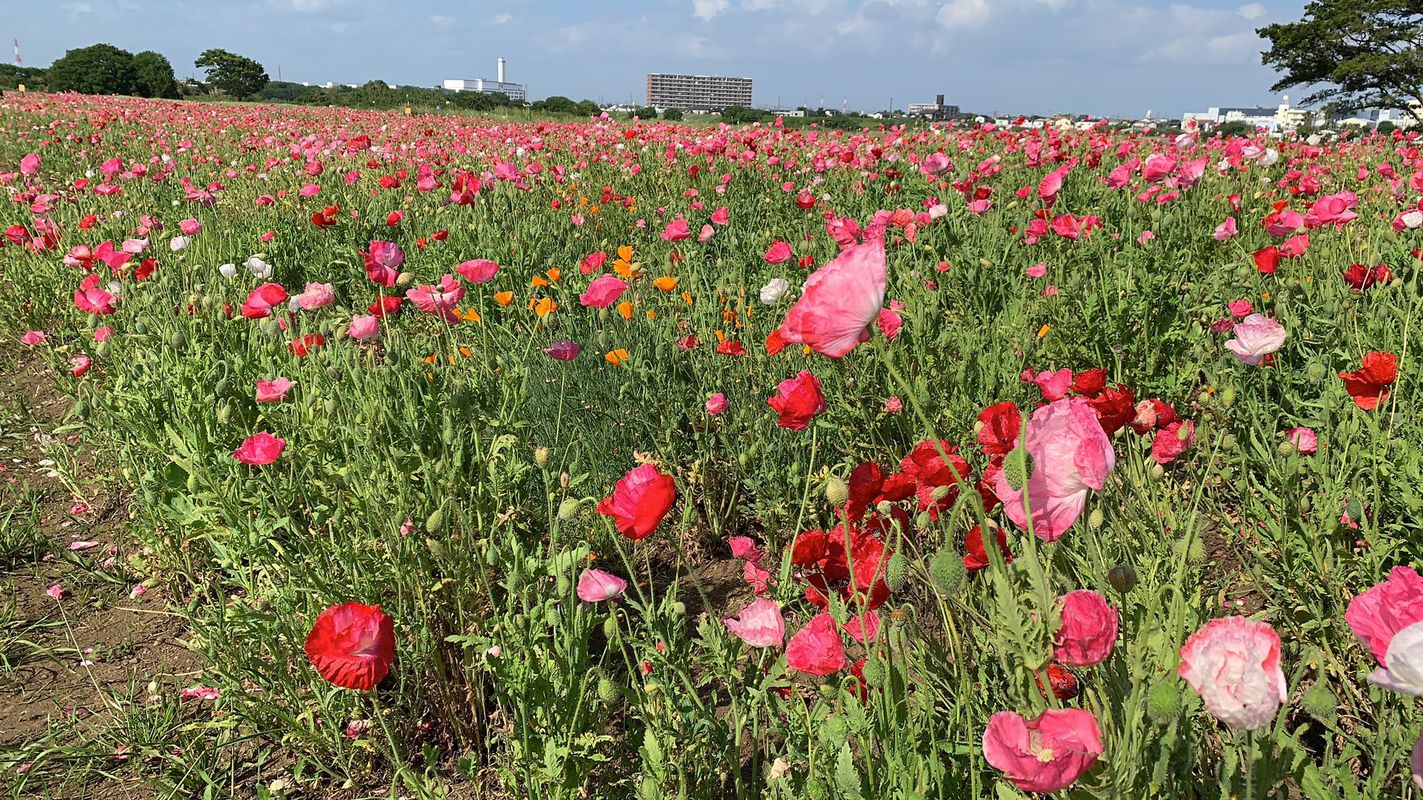 Giro semplice in Minami-Ku, Sagamihara-Shi